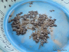 Lepidochelys olivacea