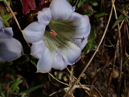 Gentiana depressa, photograph 4