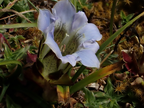 Gentiana depressa, photograph 6