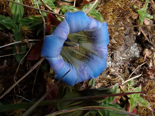 Gentiana depressa, photograph 3