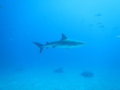 Carcharhinus perezii