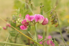 Lathyrus latifolius
