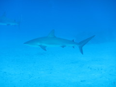 Carcharhinus perezii