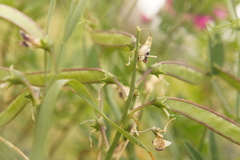 Lathyrus latifolius