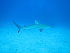 Carcharhinus perezii