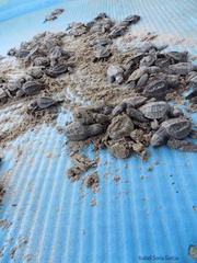 Lepidochelys olivacea