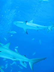 Carcharhinus perezii