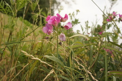 Lathyrus latifolius