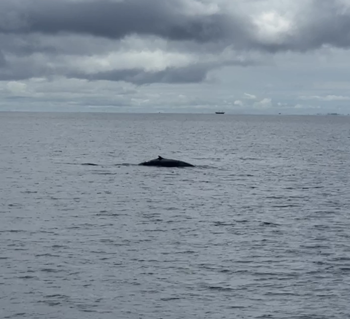 Balaenoptera omurai
