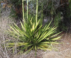 Furcraea foetida