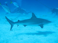 Carcharhinus perezii