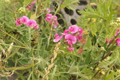 Lathyrus latifolius