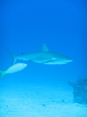 Carcharhinus perezii