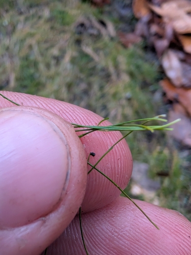 Image of Eleocharis baldwinii by (c) Scott Allen Davis, some rights reserved (CC BY)