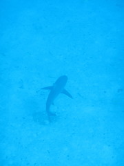 Carcharhinus perezii