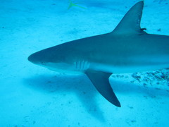 Carcharhinus perezii