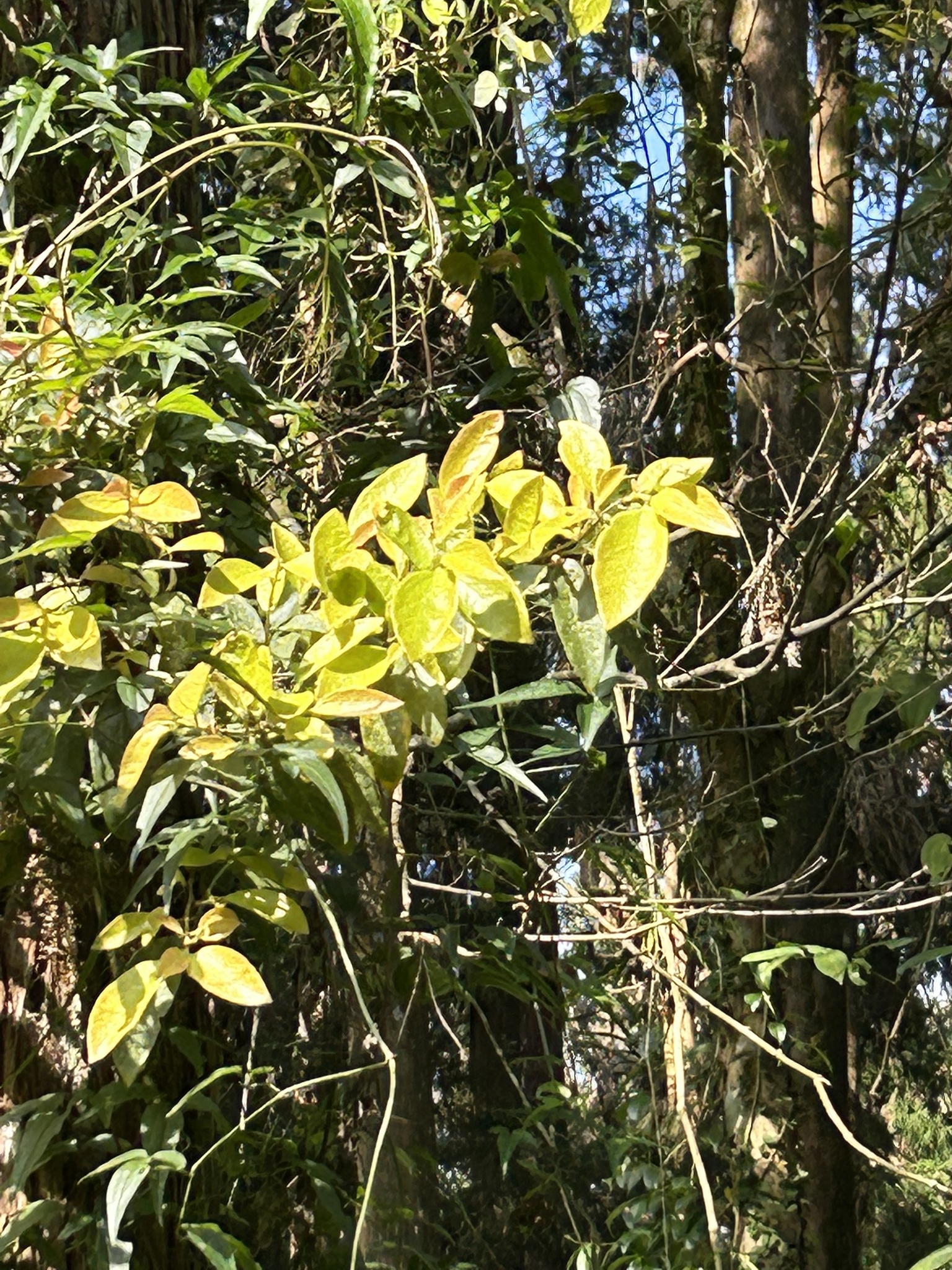 Imagem de Canela-de-veado