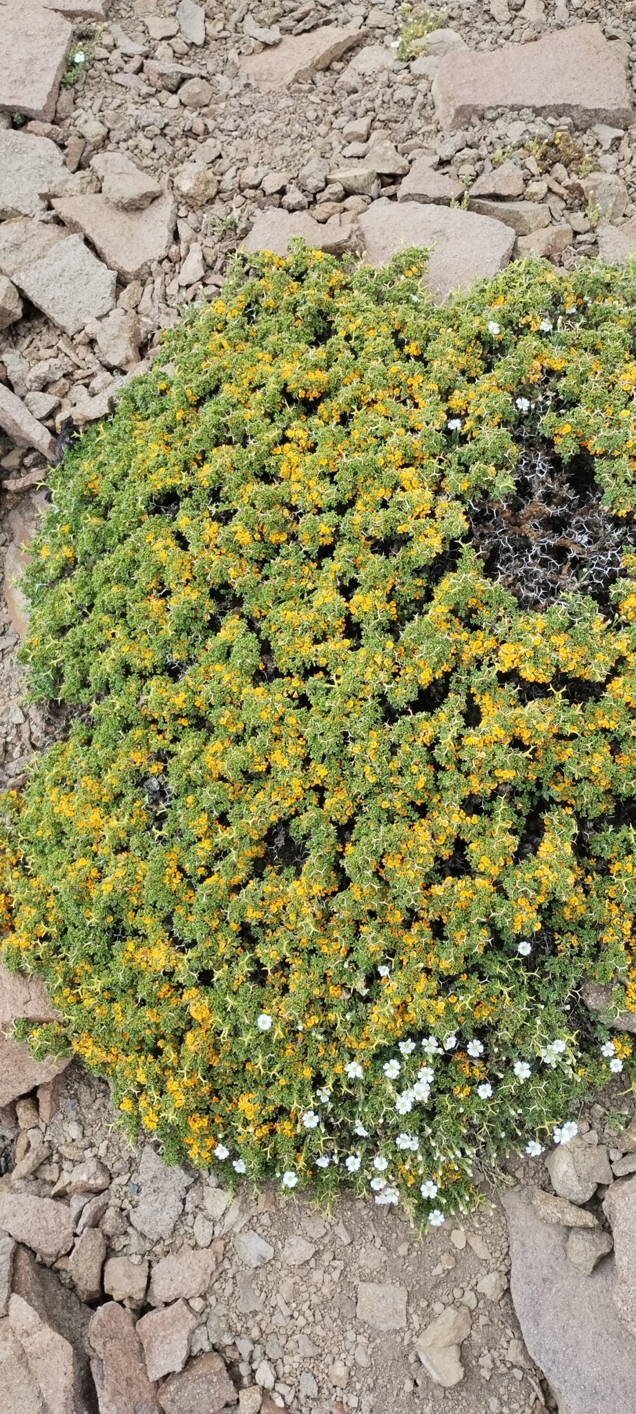 Adesmia aegiceras