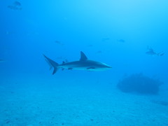 Carcharhinus perezii