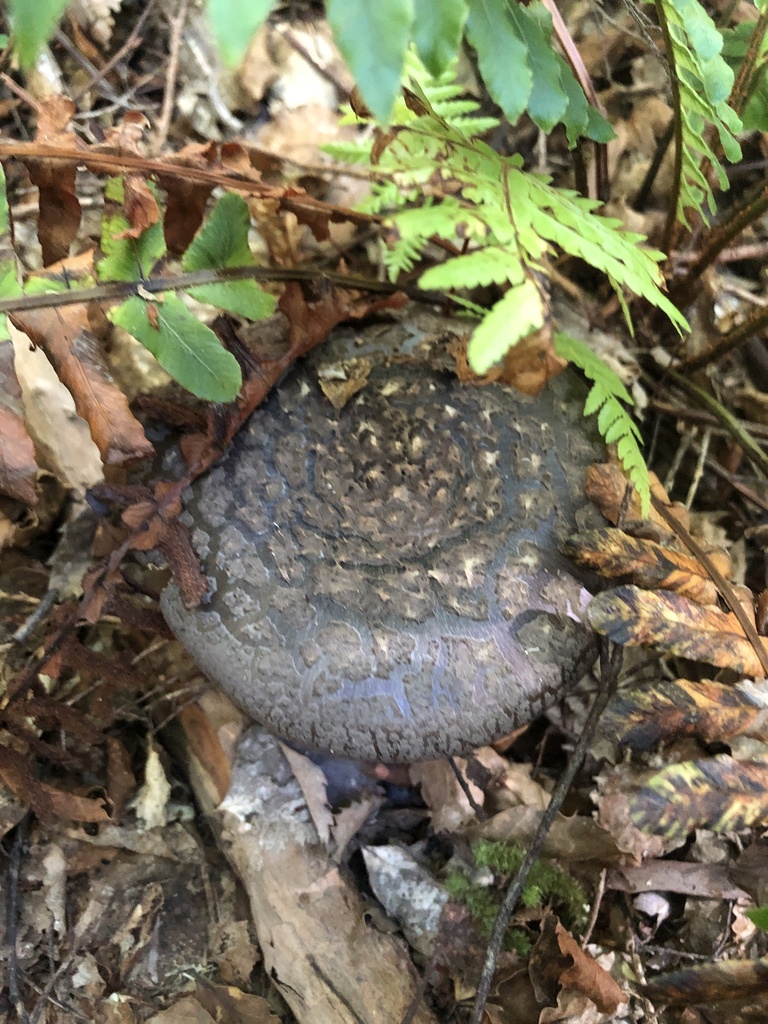 Amanita nothofagi · January 2025 · photo: © richardlitt (iNaturalist, cc0)