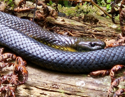 Tiger Snake sighting