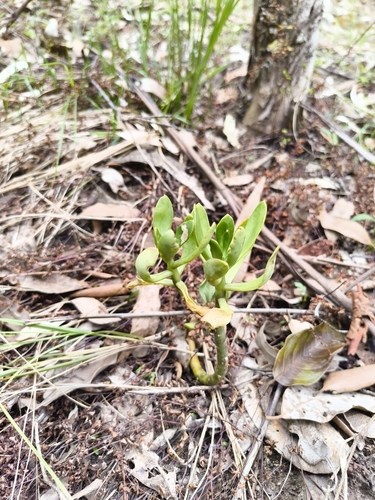 Foto de Planta jade