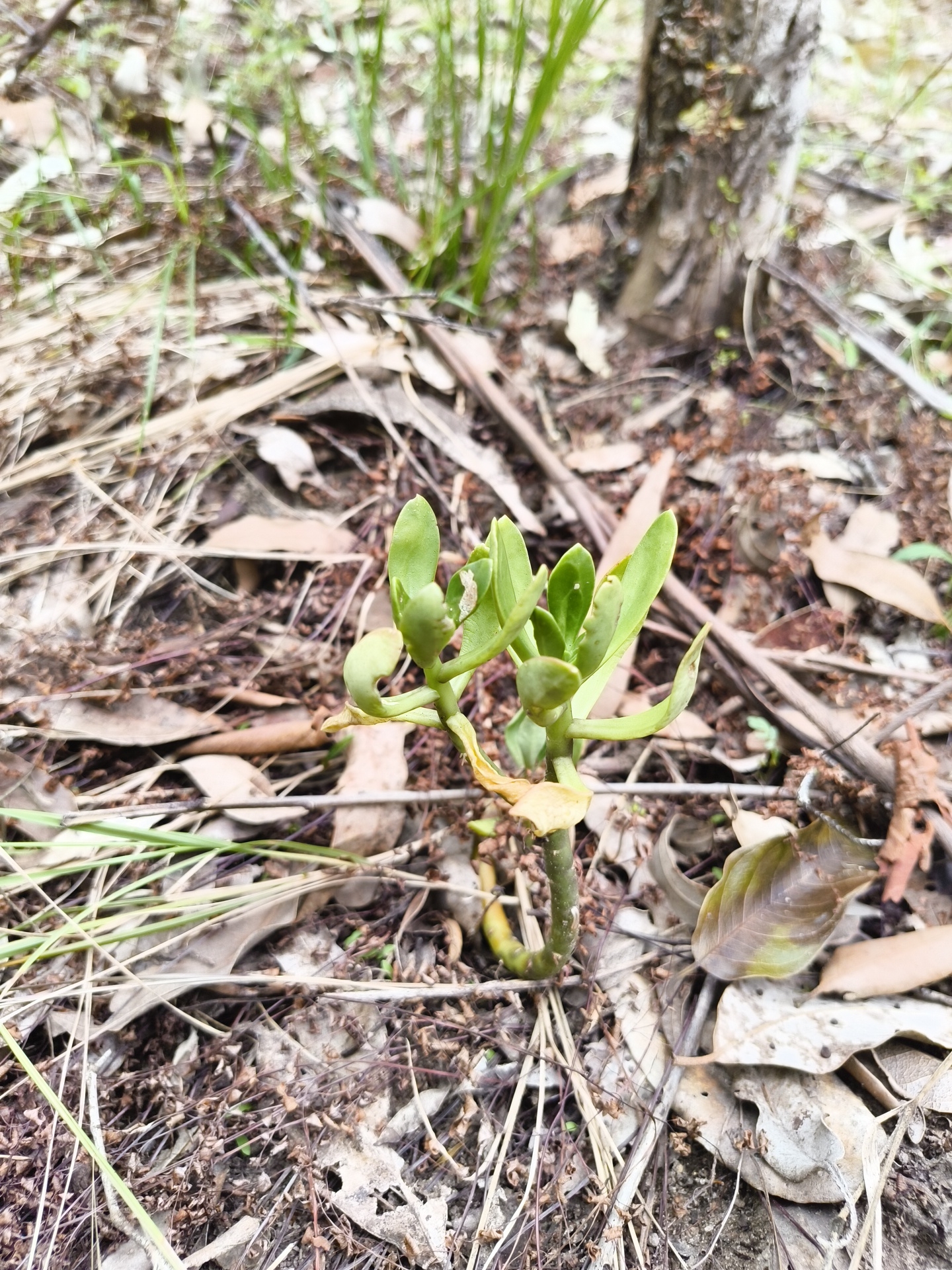 Imagem de Planta jade