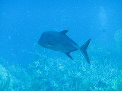 Caranx lugubris