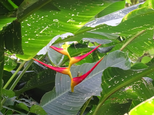 Image of Heliconia latispatha by (c) Alexis López Hernández, some rights reserved (CC BY)