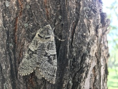 Prionoxystus robiniae