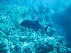 Caranx lugubris