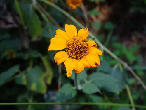 Image of Tithonia rotundifolia by (c) Alexis López Hernández, some rights reserved (CC BY)