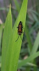 Anogcodes melanurus