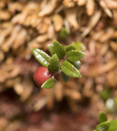 Image of Gaultheria antarctica by (c) Pablo Silva, some rights reserved (CC BY)