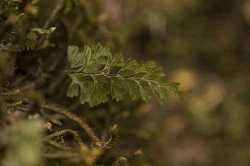 Hymenophyllum cuneatum observed 2025-01-20