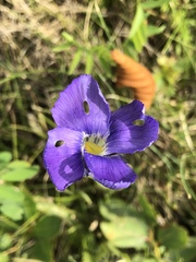 Gentianopsis detonsa