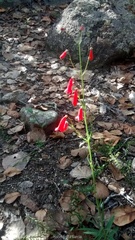 Penstemon lanceolatus
