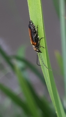 Anogcodes melanurus