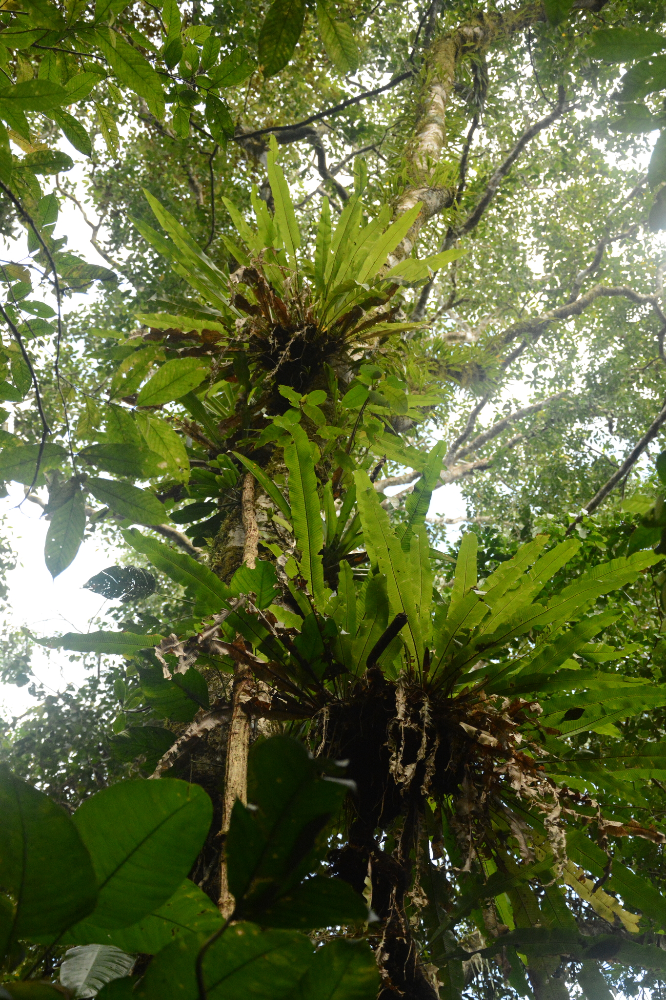 Imagem de Samambaia-açu