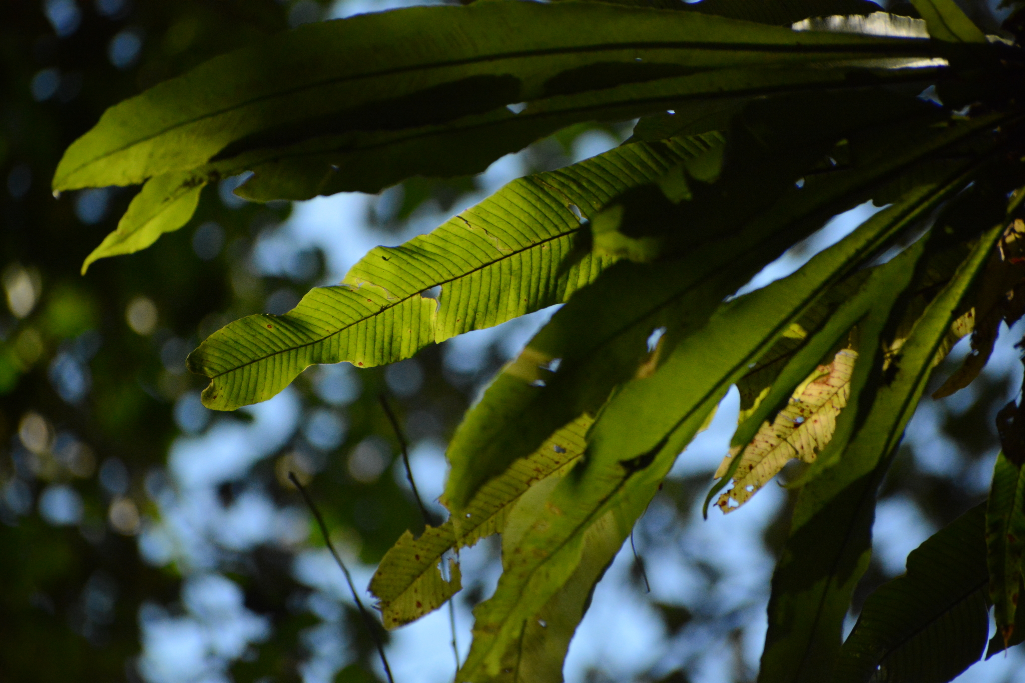 Imagem de Samambaia-açu