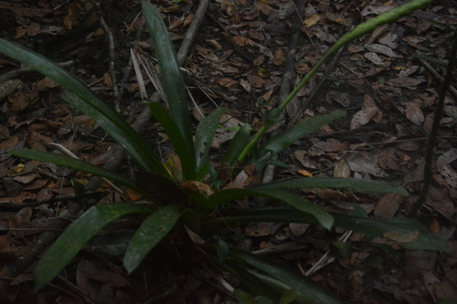 Image of Werauhia gladioliflora by (c) Siddarth Machado, some rights reserved (CC BY)