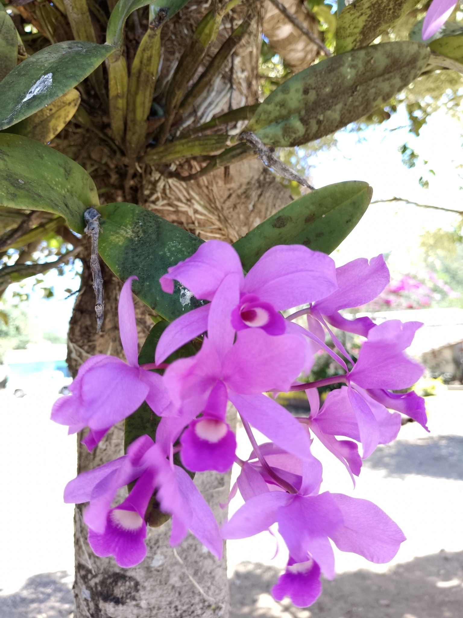 Imagem de Orquídea chocolate