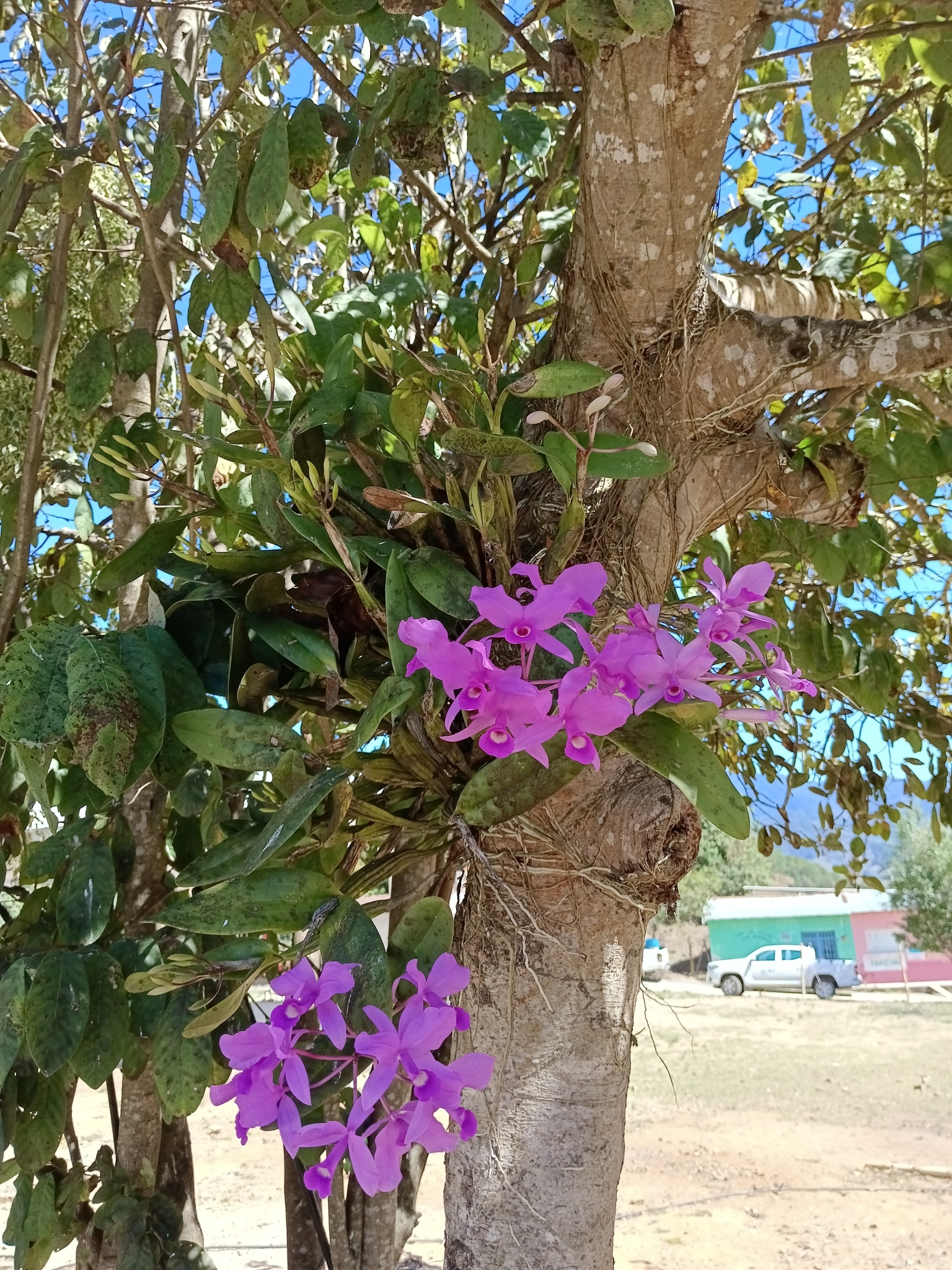 Imagem de Orquídea chocolate