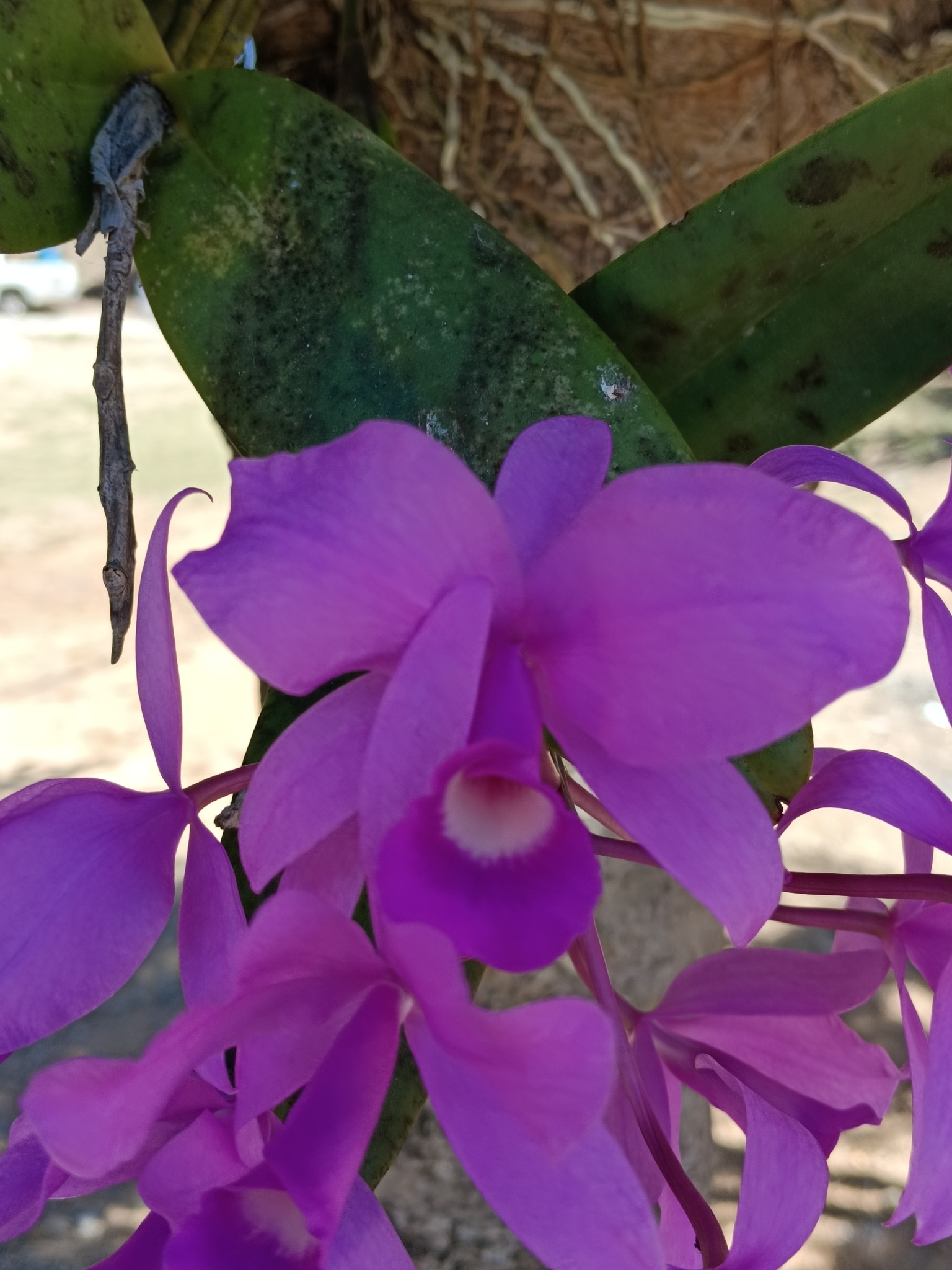 Imagem de Orquídea chocolate