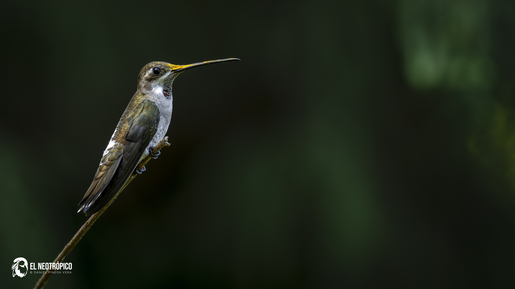 Plain-capped Starthroat illustration