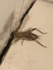 Hapithus saltator