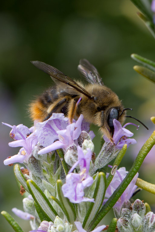 Rhysoxylocopa
