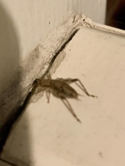 Hapithus saltator