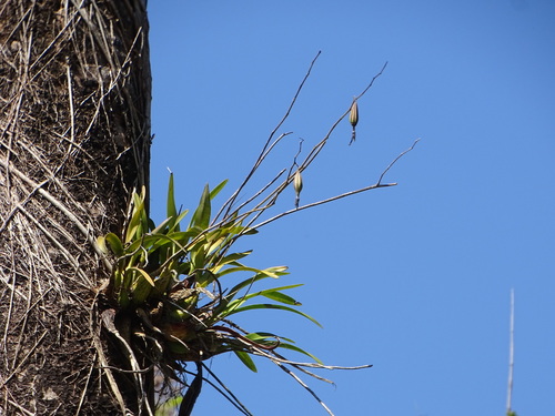 Orquídea coração