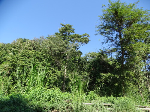 Terminalia oblonga - Leaves